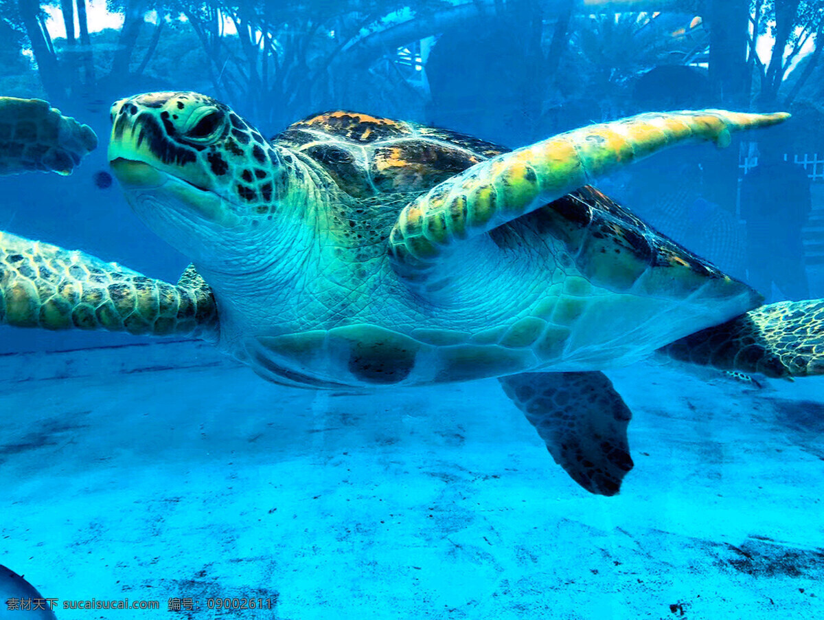 大海龟 海里 海水 水下 水中 俯视 俯看 俯瞰 俯拍悠闲 惬意 乌龟 生物世界 海洋生物