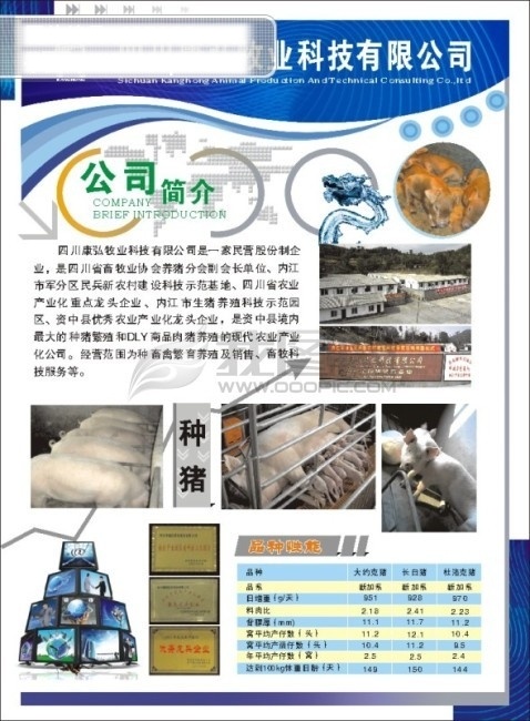 dm 单 dm单 封面 简介 企业 文化 猪 矢量图