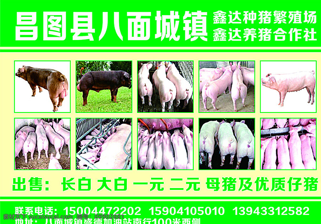 种猪繁殖场 养猪合作社 长白 大白 母猪 优质仔猪 分层 绿色