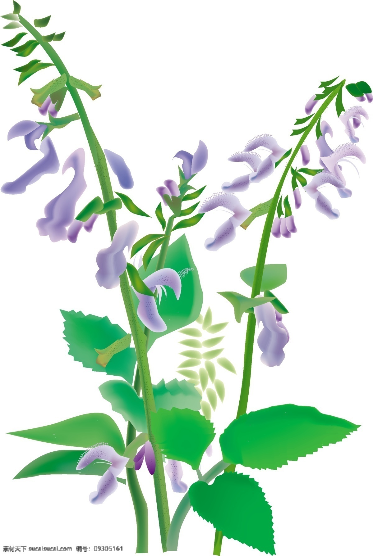 中药 丹 呱 向量 植物 丹芎 矢量图 日常生活