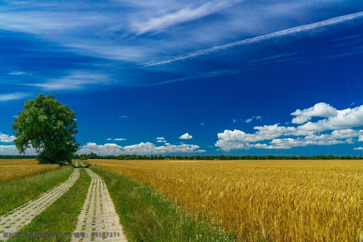 蓝天小麦景观 蓝天 蔚蓝天空 蓝天白云 白云 云朵 云团 小麦 麦田 麦子 麦穗 成熟小麦 田园风光 自然景观