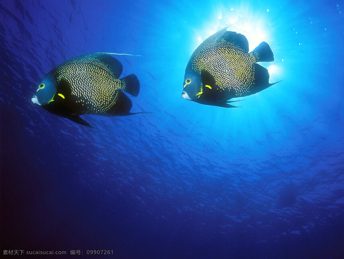 海洋生物 海底世界 海洋 礁石 生物世界 鱼 鱼类 珊蝴礁石 珊蝴 海底景色
