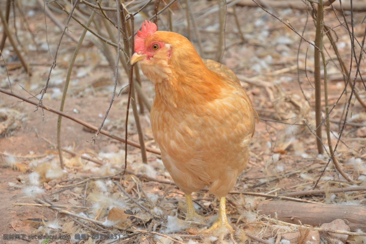 鸡 养鸡 养鸡场 绿色食品 生态养鸡 散养鸡 生物世界 家禽家畜 灰色