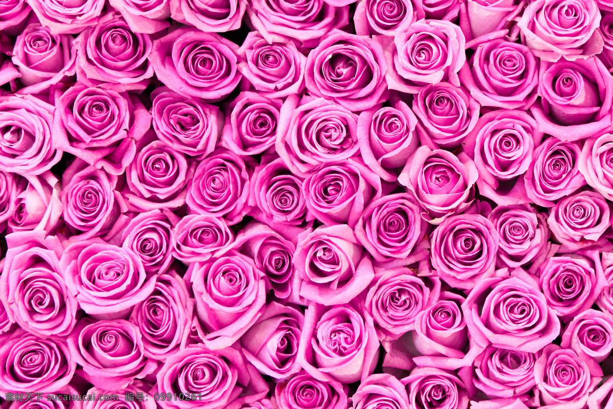 玫瑰背景 唯美 清新 炫酷 华丽 背景 浪漫 玫瑰 生物世界 花草