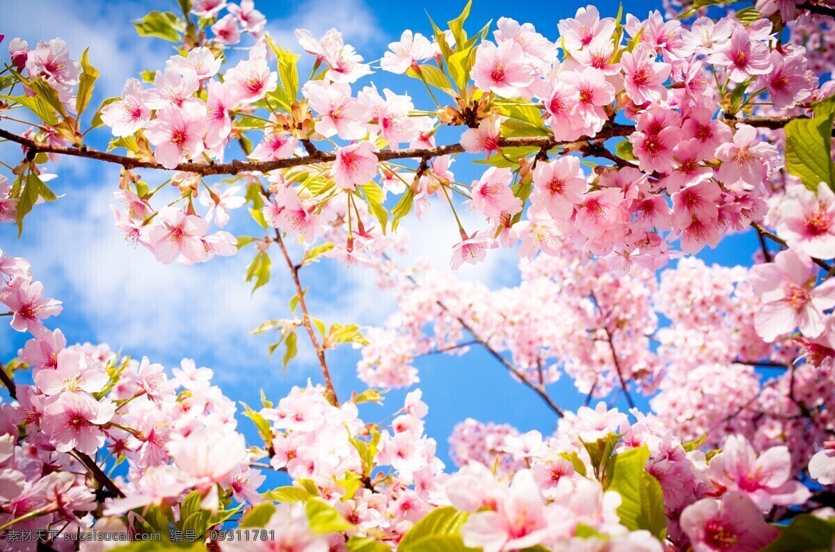 樱花 春天 鲜花 天空 云彩 唯美 梦幻 花朵 树枝 美景 阳光 花海 大树 美丽自然 自然风景 自然景观 花草 生物世界