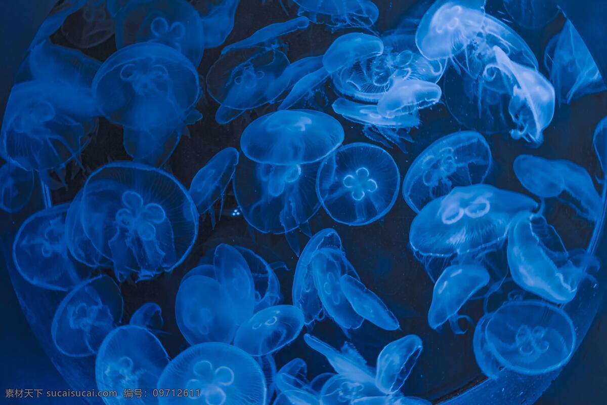 蓝色水母 海洋 生物 蓝色 水母 海蜇 生物世界 海洋生物