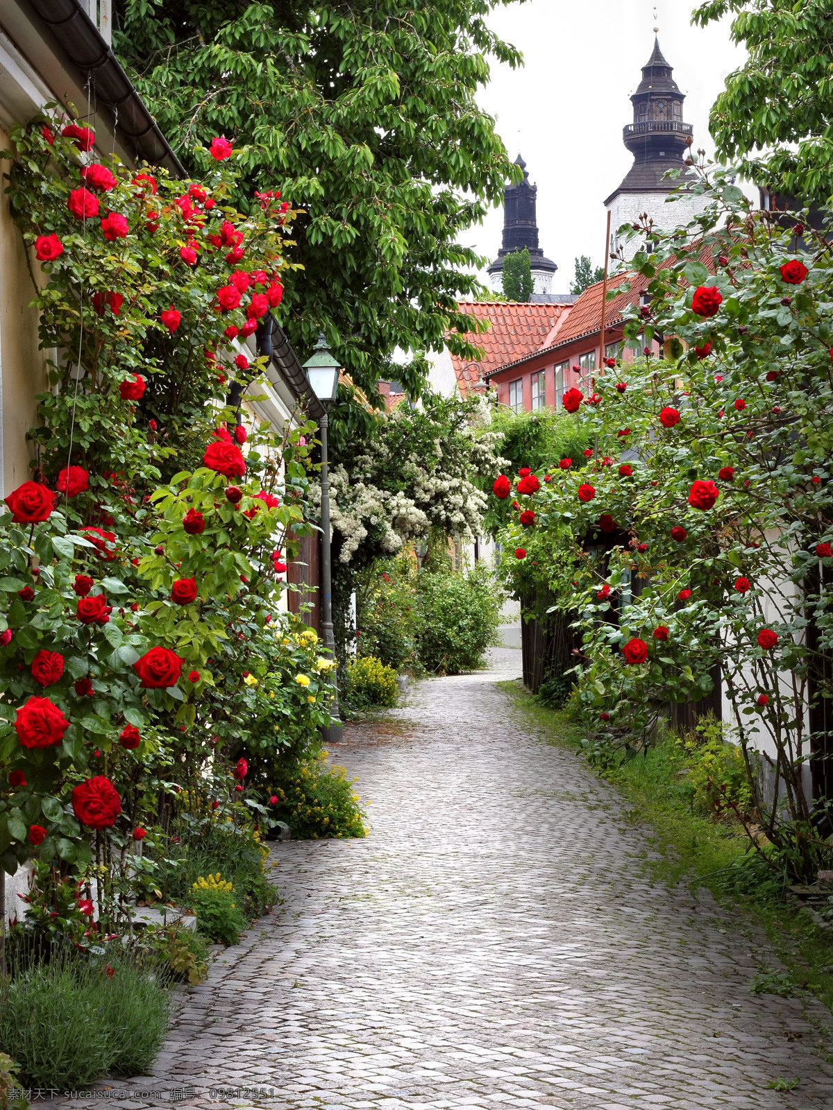 美丽 小巷 两旁 玫瑰花 高清 石子路 藤条 植物