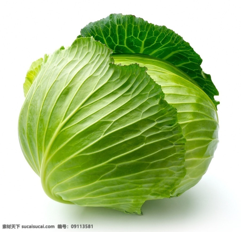 唯美 美食 美味 食物 食品 健康 营养 包菜 生物世界 蔬菜
