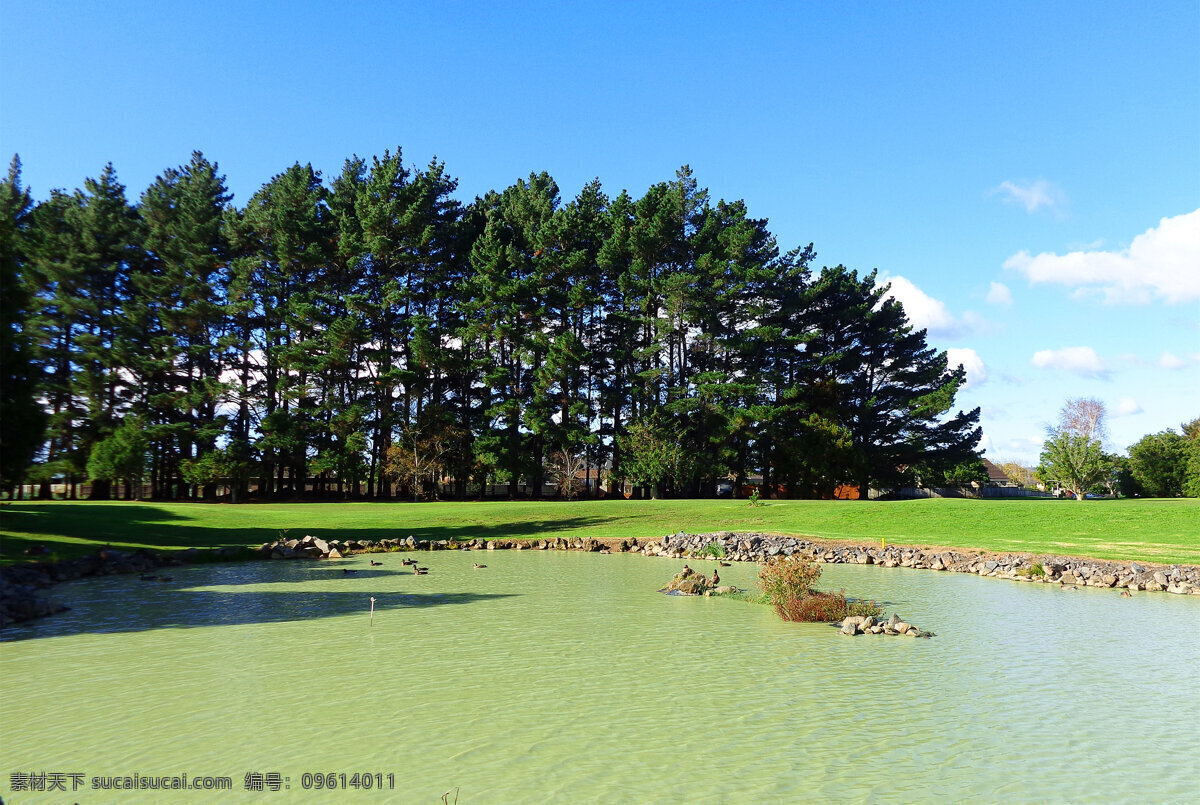 新西兰 野鸭湖 风景 蓝天 白云 绿树 绿地 草坪 海水 野鸭子 戏水 新西兰风光 自然景观 自然风景 黑色