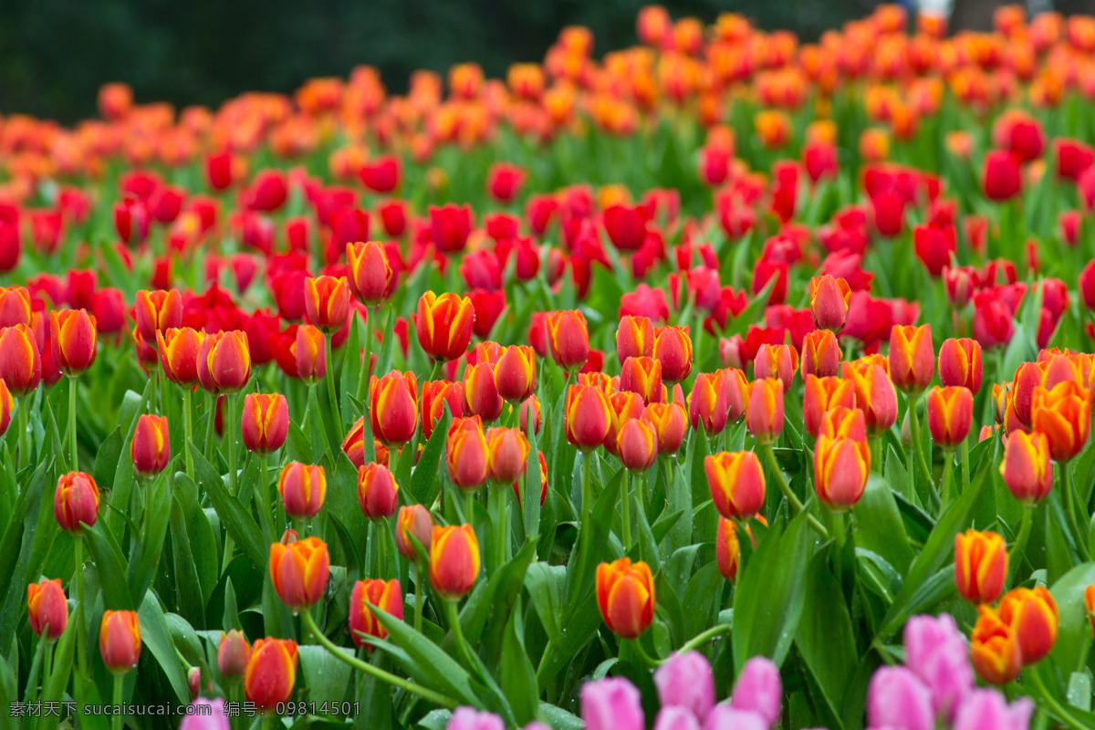 各种 颜色 郁金香 鲜花 花朵 花卉 绿叶 鲜艳 美丽 芬芳 花草树木 生物世界 红色