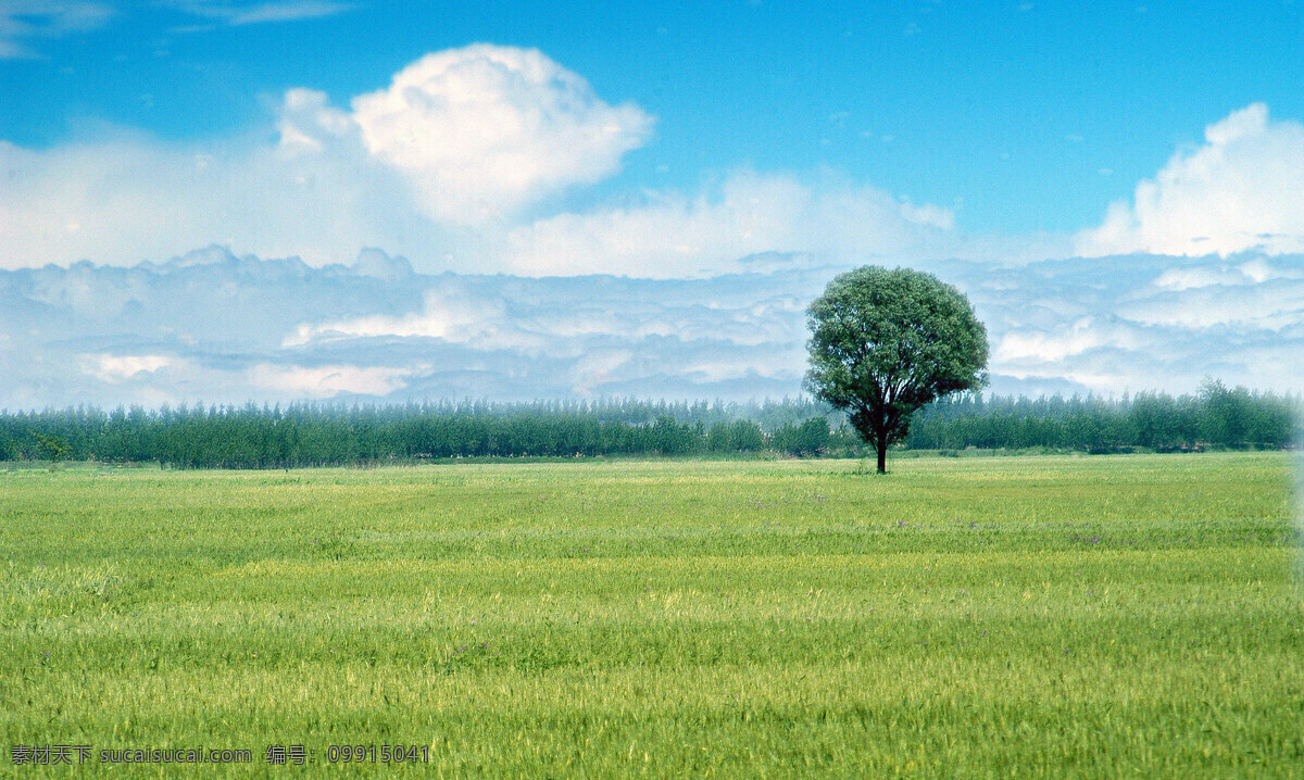 绿色 田野 白云 春天 蓝天 树木 自然 悦目 麦苗 远处 单独 成行 风景 生活 旅游餐饮