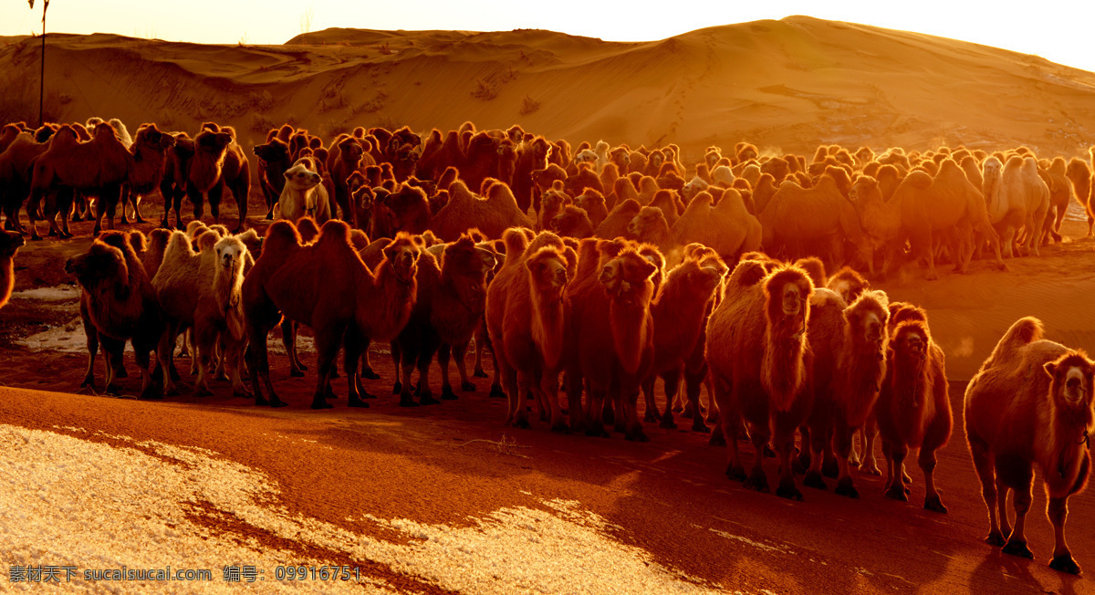 响沙湾 骆驼 沙漠 大漠 驼队 自然景观 自然风景