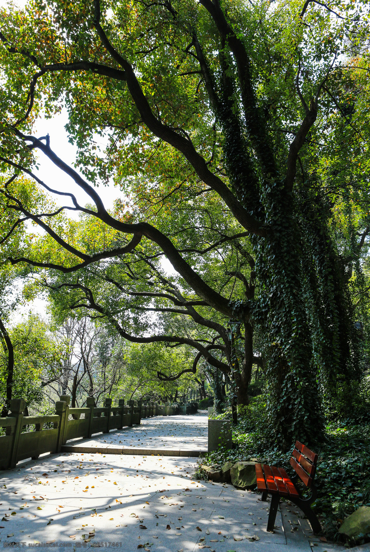 城隍阁 杭州 游览胜地 古树 景区 景点 自然景观 自助游 国内旅游 旅游摄影 吴山天风