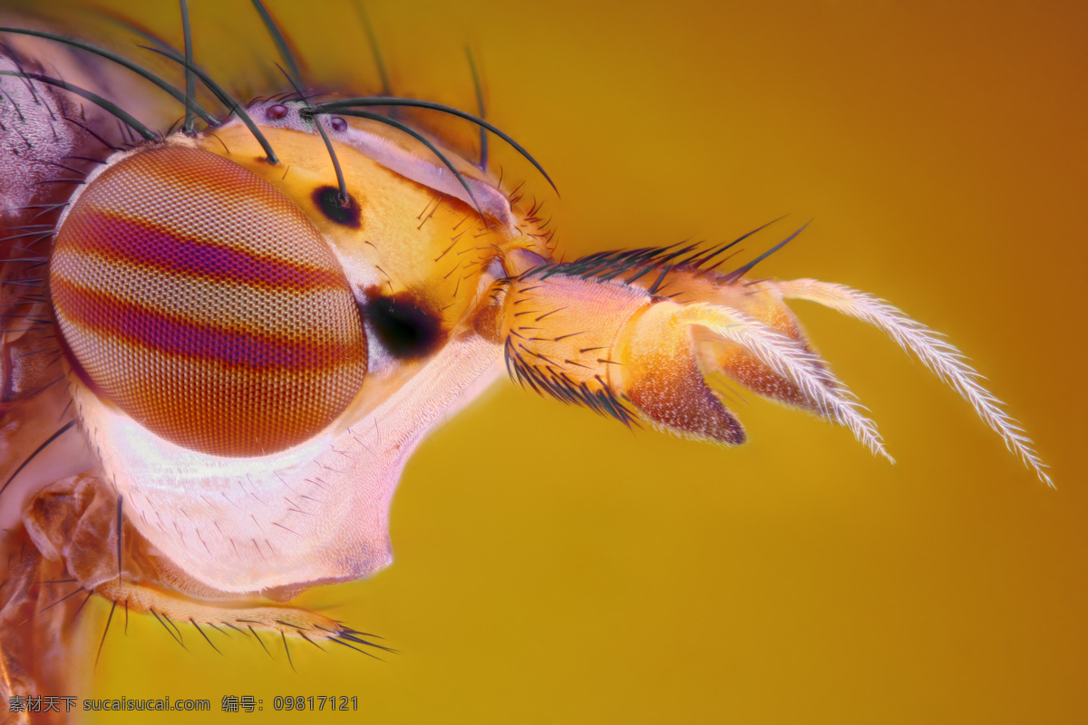 蜜蜂 眼睛 微 距 蜜蜂眼睛 彩色微距 昆虫 虫类 微距摄影 昆虫眼睛 昆虫世界 生物世界 棕色