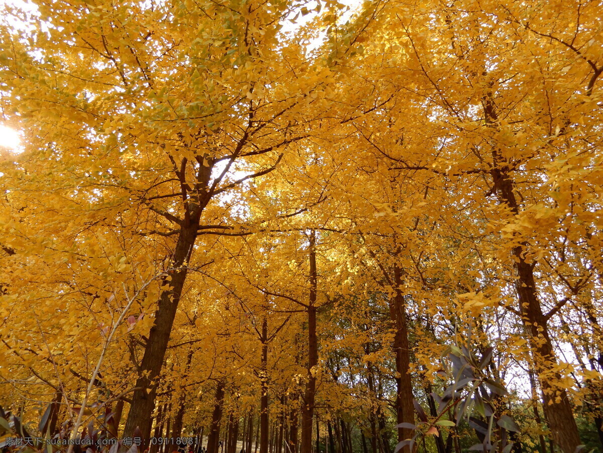 银杏林 银杏树 银杏叶 树林 树叶 黄叶 落叶 秋景 自然风景 生物世界 树木树叶