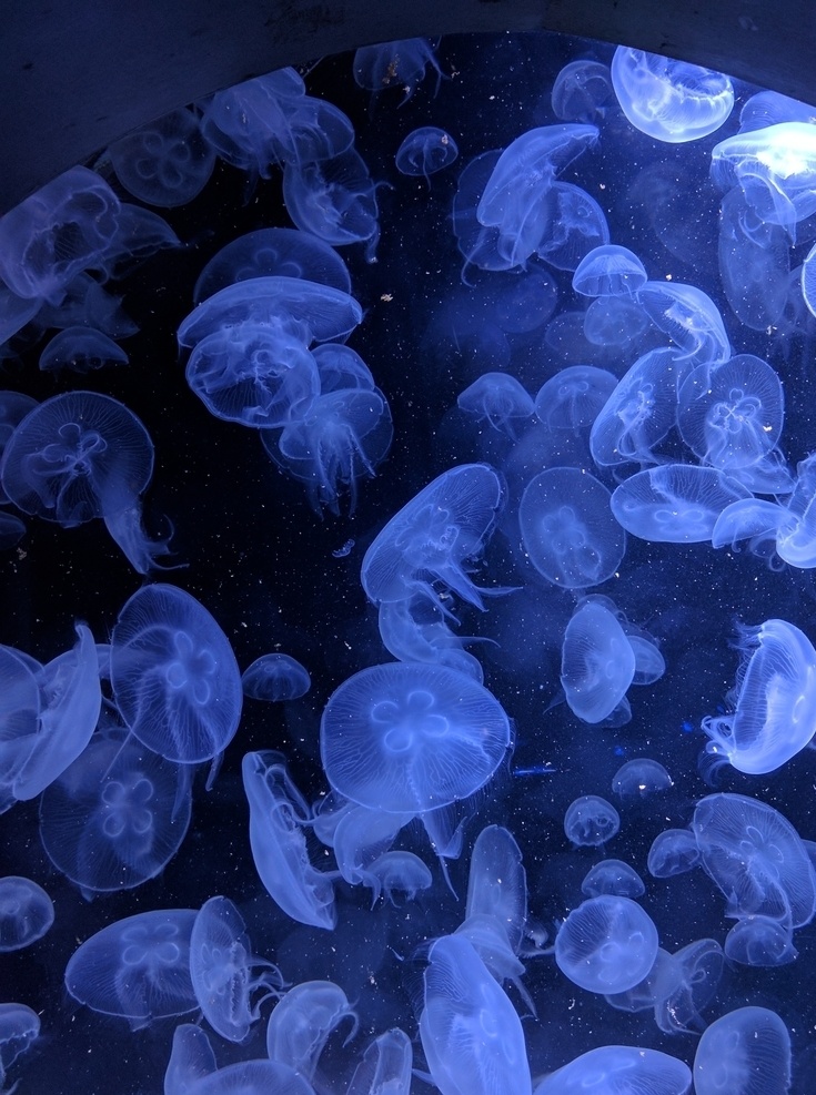 海蜇 海 大海 触须 海洋 动物 水下 水族馆 特写 海洋世界 海底世界 美丽水母 海洋生物 自然动物 生物世界