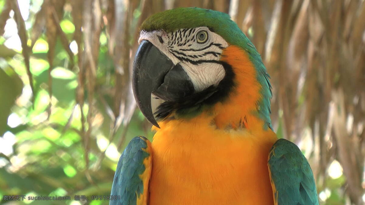 亚马逊 鹦鹉 股票 视频 巴西 鸟 视频免费下载 鸣禽 南美国 其他视频