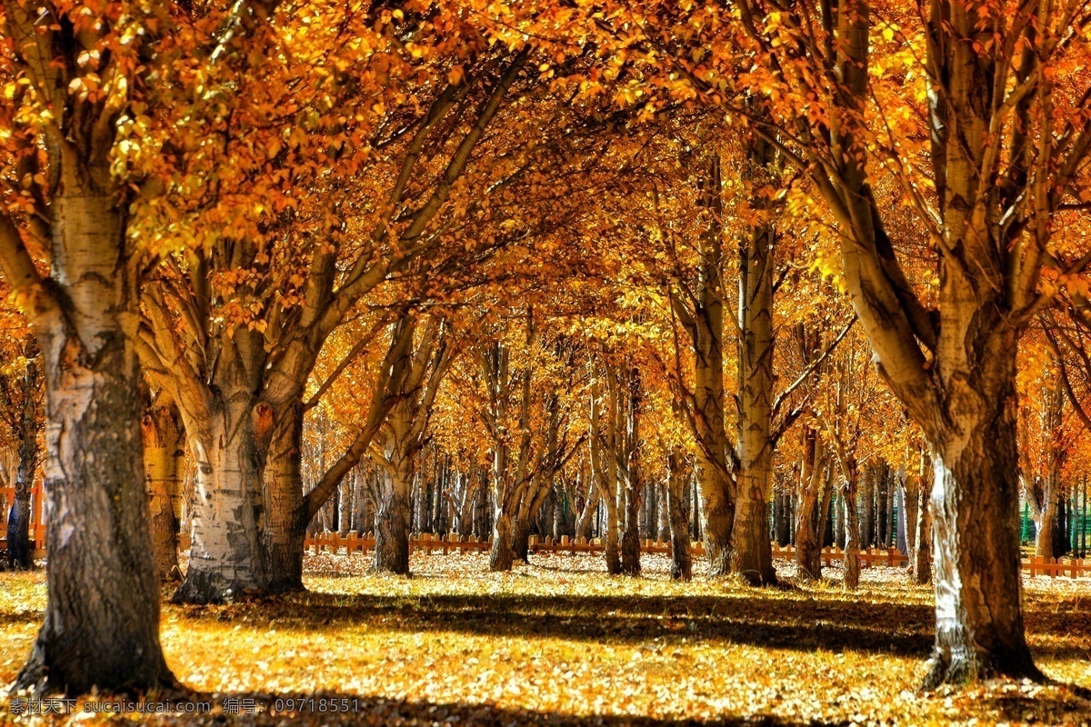 秋色 秋天 落叶 树林 树 自然景观 自然风景