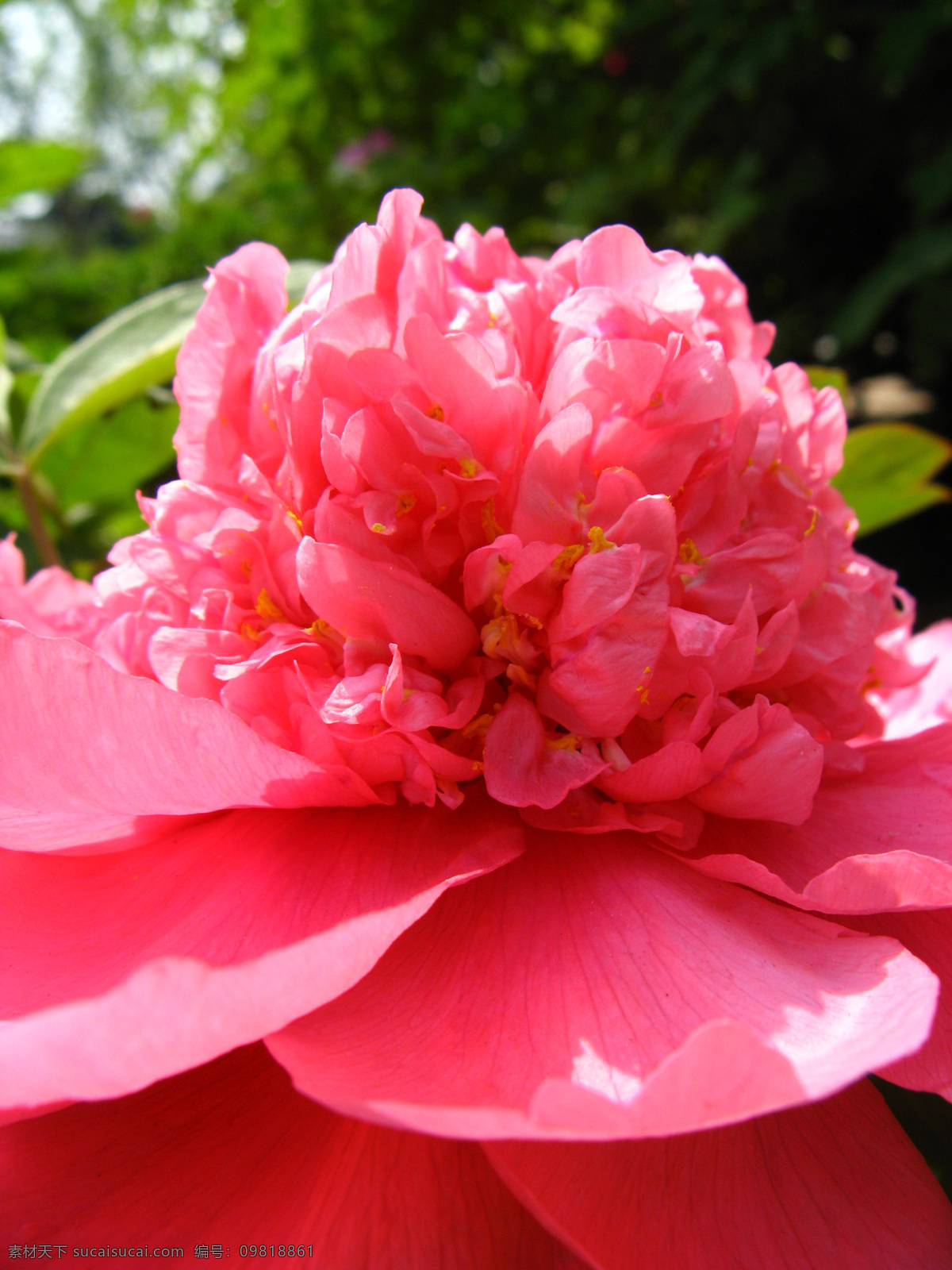 粉 高清 公园 红 花瓣 花草 花朵 绿叶 牡丹 粉牡丹 特写 微距 千层 阳光 水滴 安阳 节日自然景观 自然风景 摄影图库 生物世界 psd源文件