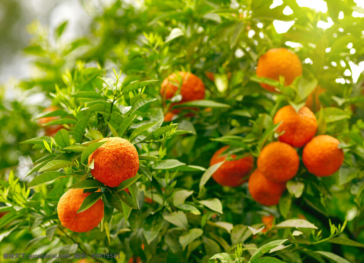 桔子摄影 橙子 桔子 水果 新鲜水果 水果插图 水果摄影 水果蔬菜 餐饮美食 绿色