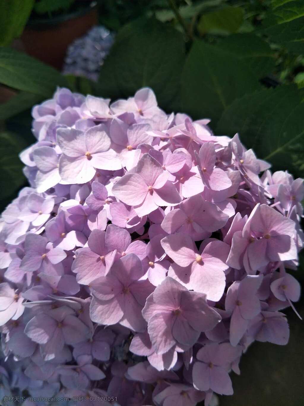 紫色绣球花 紫色 绣球花 阳光下 花朵 微距花朵 生物世界 花草