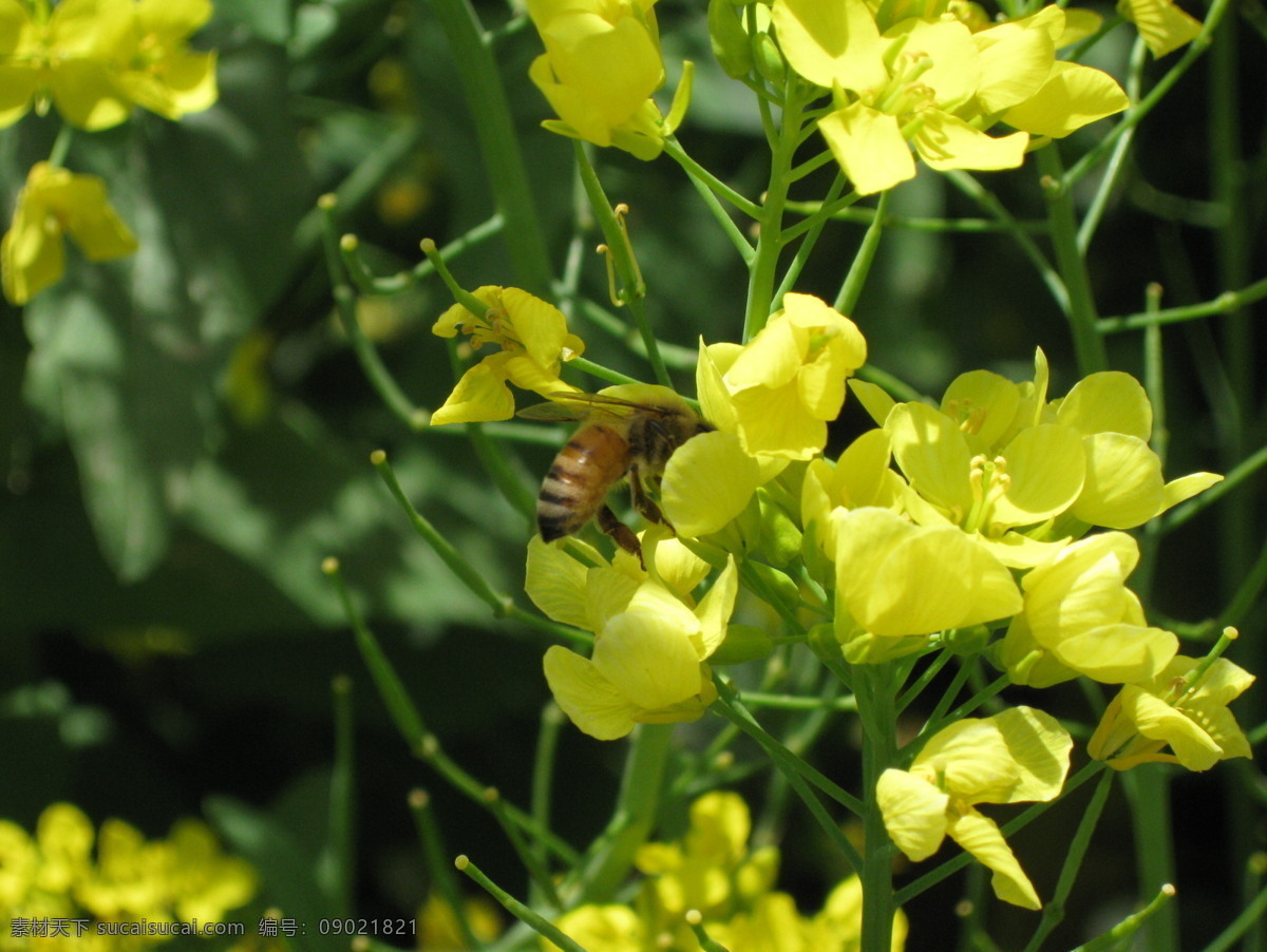 蜜蜂 油菜花 采蜜 花 蜂 照片素材 生物世界 昆虫