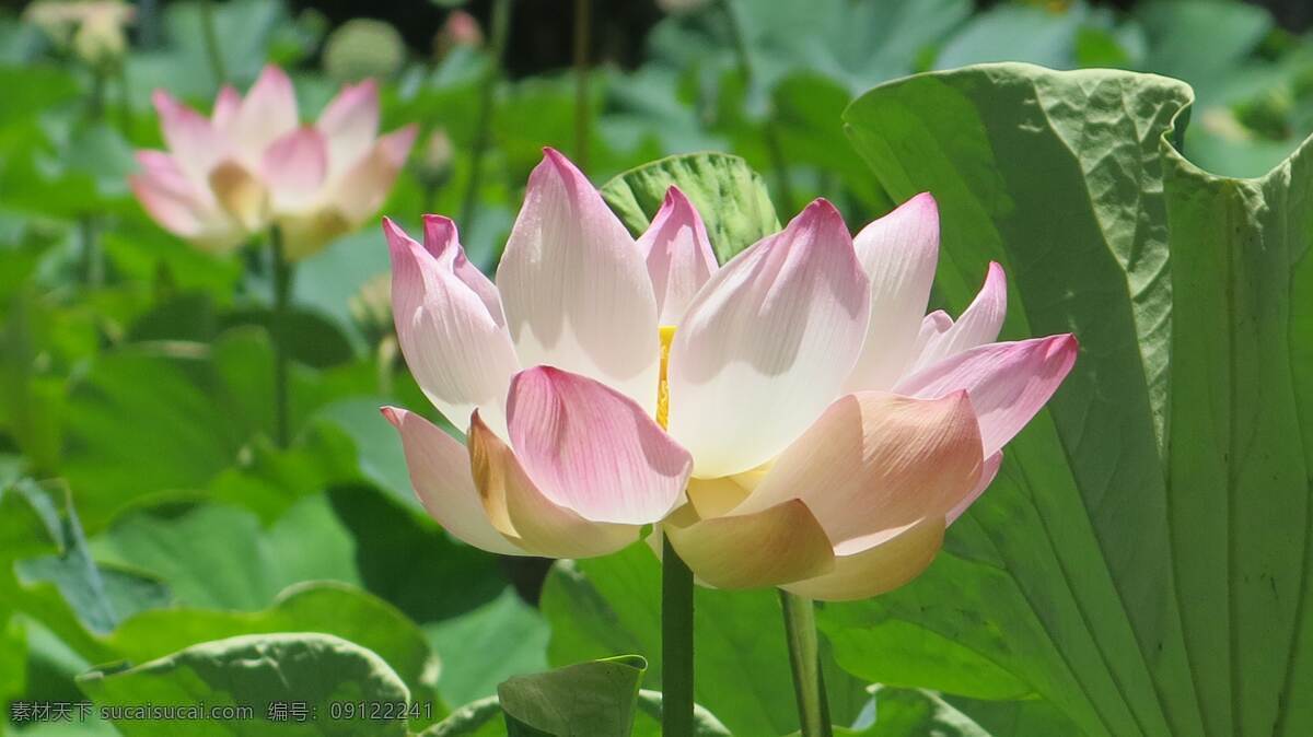 荷花 背景 花 鲜花 花儿 花朵 树叶 绿叶 特写 壁纸 美丽 漂亮 生物世界 花草