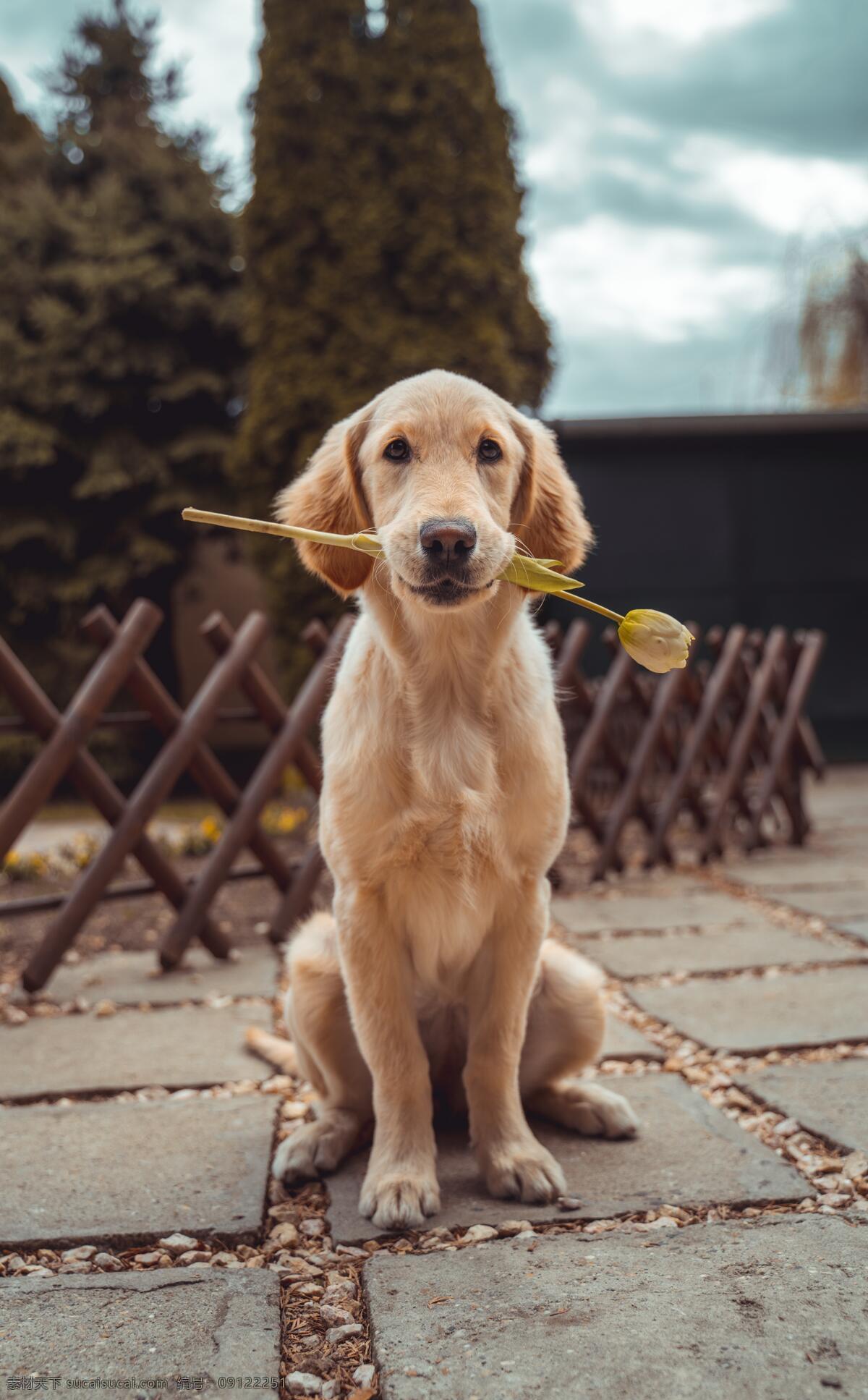 可爱的金毛狗 可爱 动物 宠物 玫瑰花 狗 金毛狗 犬 生物世界 家禽家畜