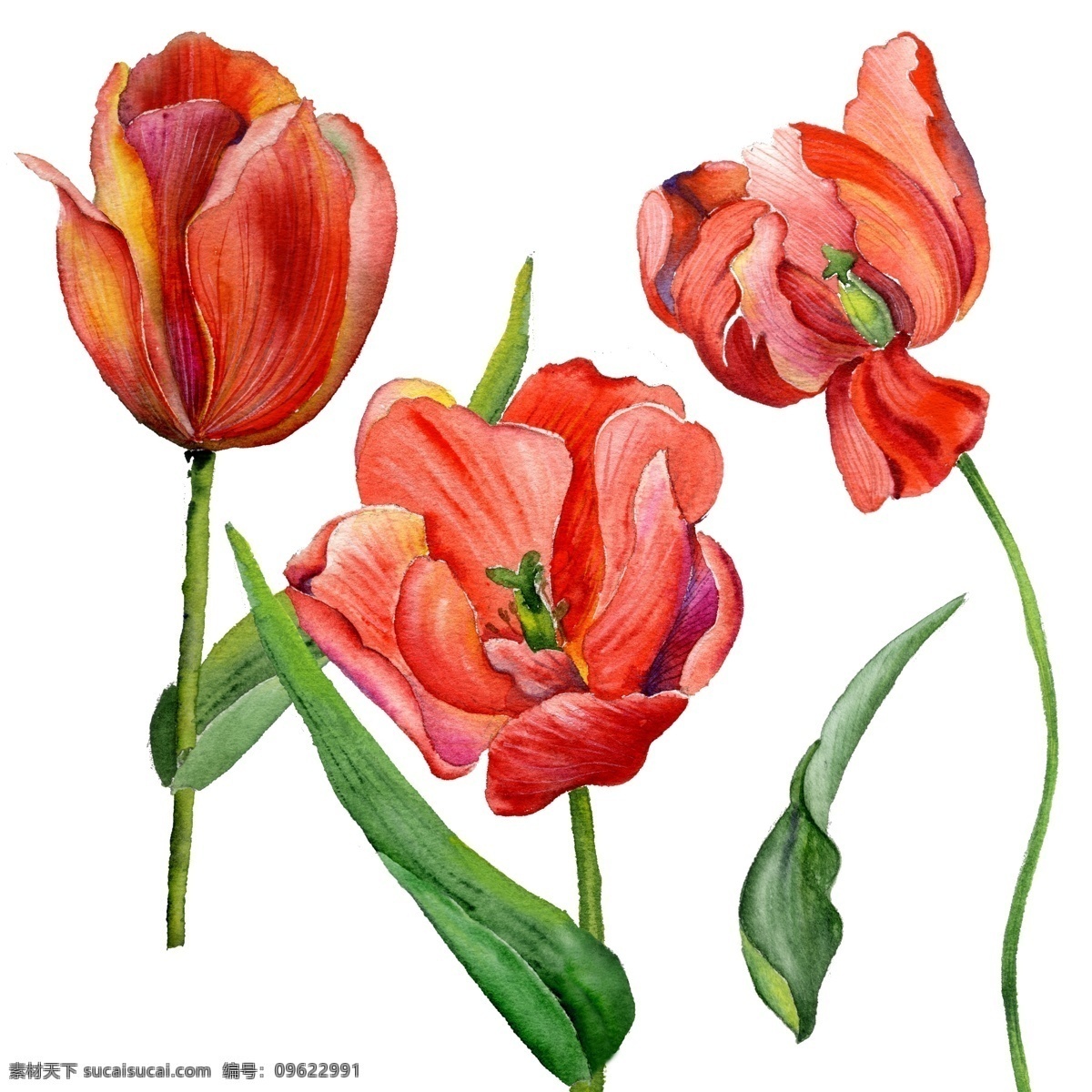 手绘 各种 形态 郁金香 源文件 红色 绿色 花瓣 落叶 装饰图案