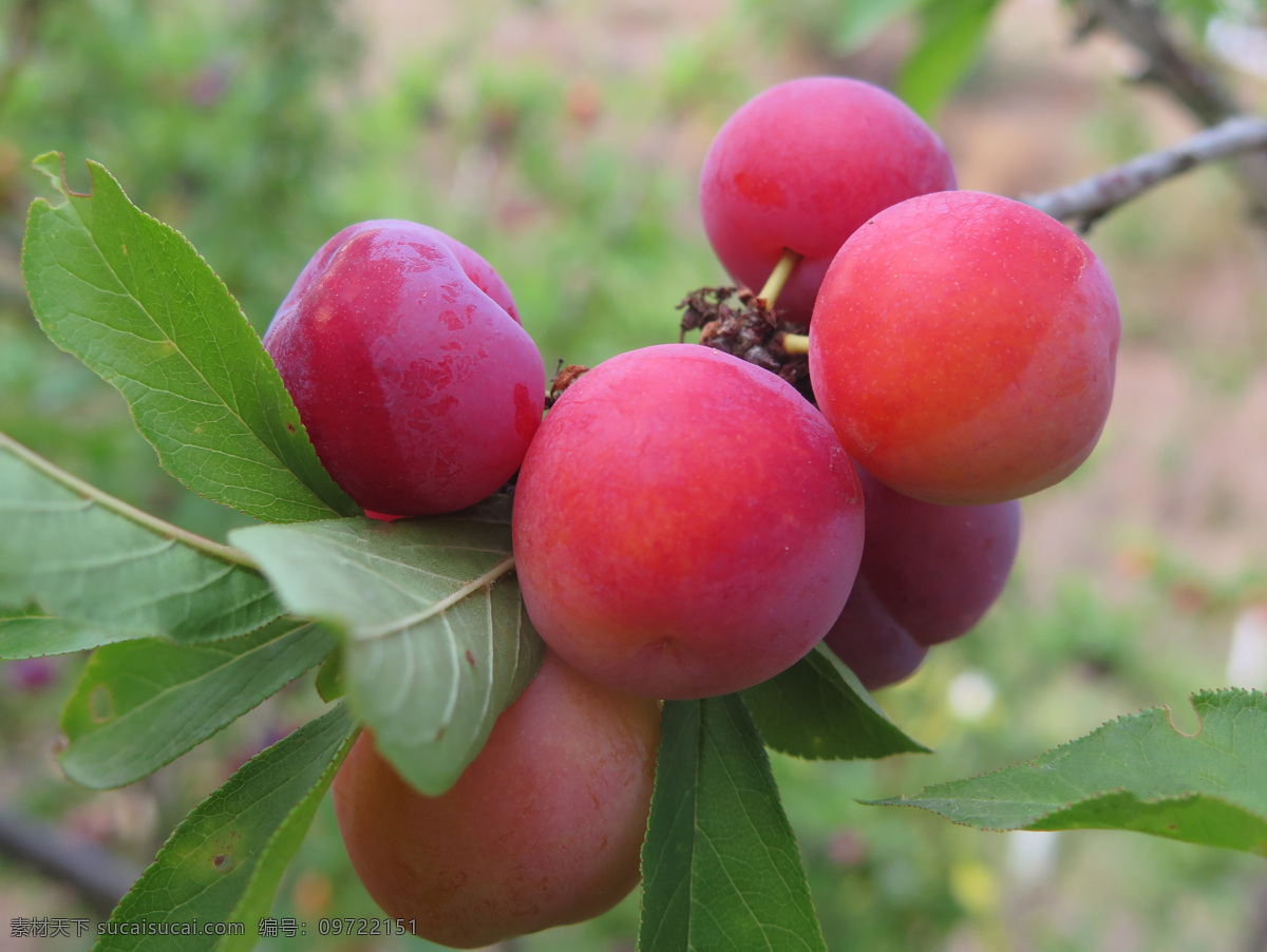 红李子 新鲜水果 水果 李子树 生物世界