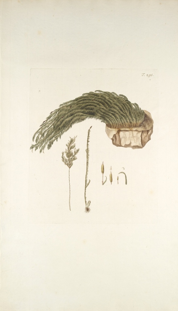 精美 绘画 草本植物 图谱 植物手绘 欧美复古 花卉花朵 清新淡雅风格 花草绘画 设计参考 绘画素材 工笔画 装饰画 插画 植物图谱 树叶花朵 临摹素材 复古绘画 装饰画芯 叶片树枝 树干 植株 药材植物 植物花朵 生物世界 花草