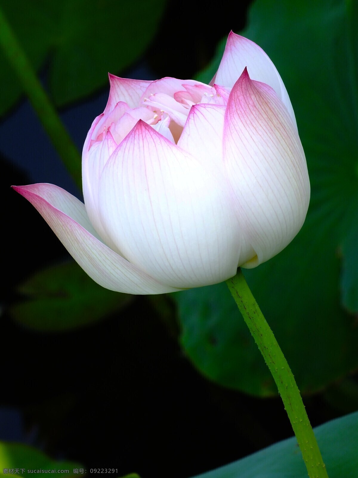 荷花 花卉 莲花 荷叶 鲜花 花朵 花瓣 生物世界 花草