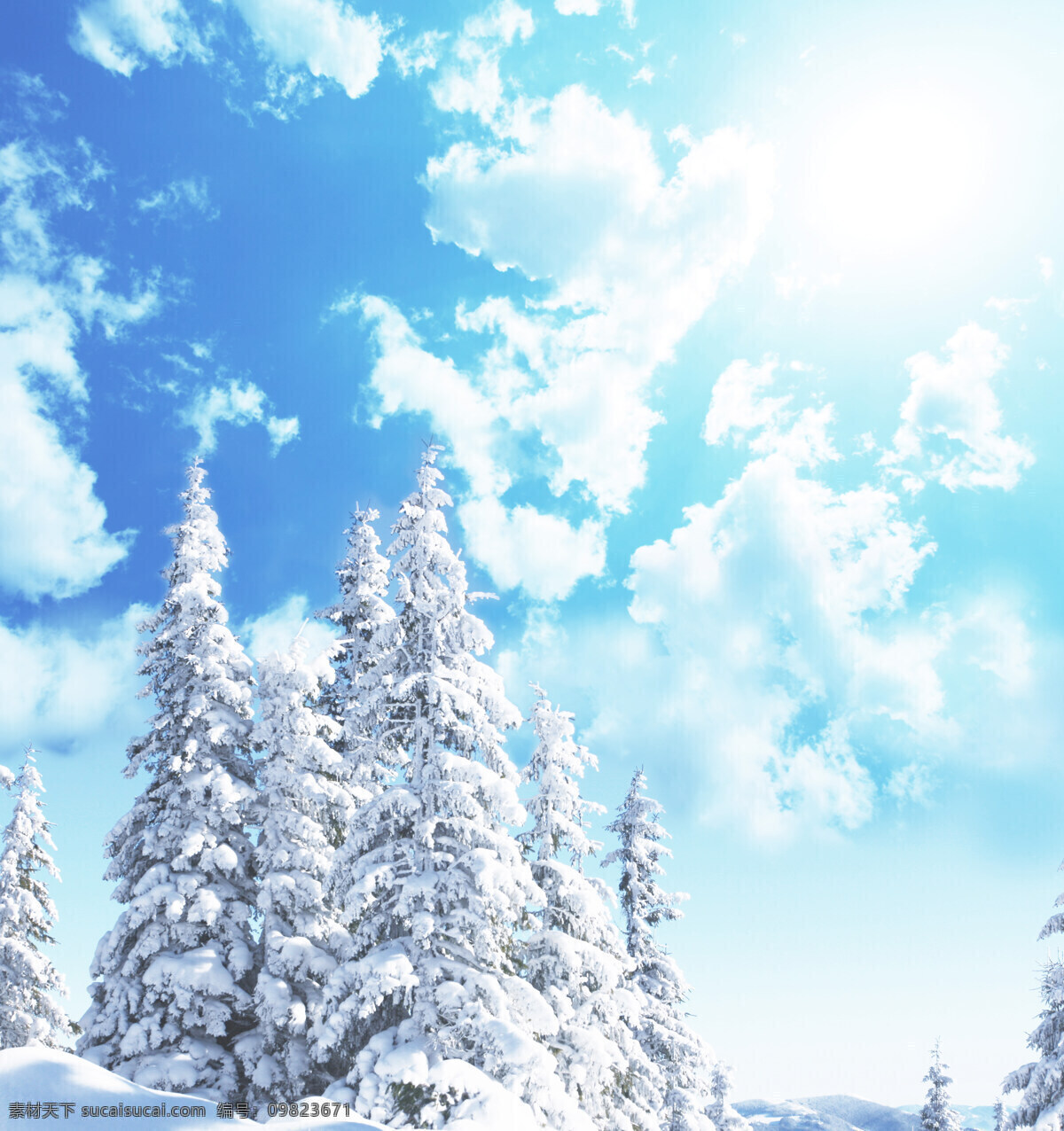 蓝天白云雪松 蓝天 白云 雪松 雪天 下雪 白色树 冠白 雪白 雪 松树 冬天 风景 摄影图片 自然风光 自然景观 自然风景