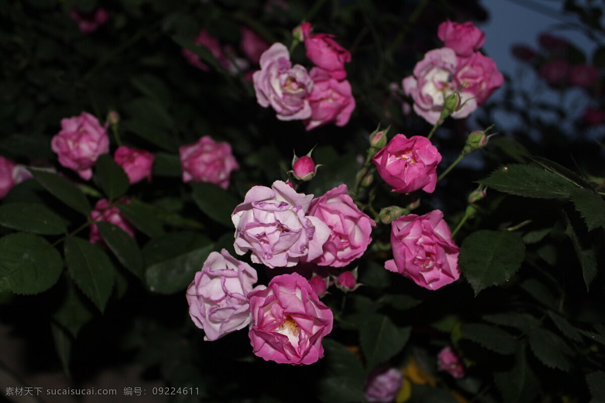 花 花草 花卉摄影 花卉素材 生物世界 月季 月季花 春季花卉 草本花卉 夜色花卉 景观花卉 psd源文件