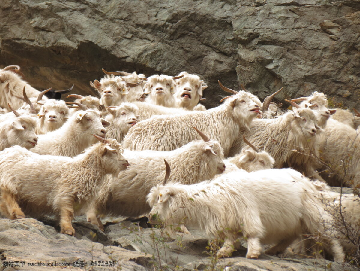 山羊图片 山羊 呼和浩特 大青山 户外 爬山 徒步 生物世界 家禽家畜