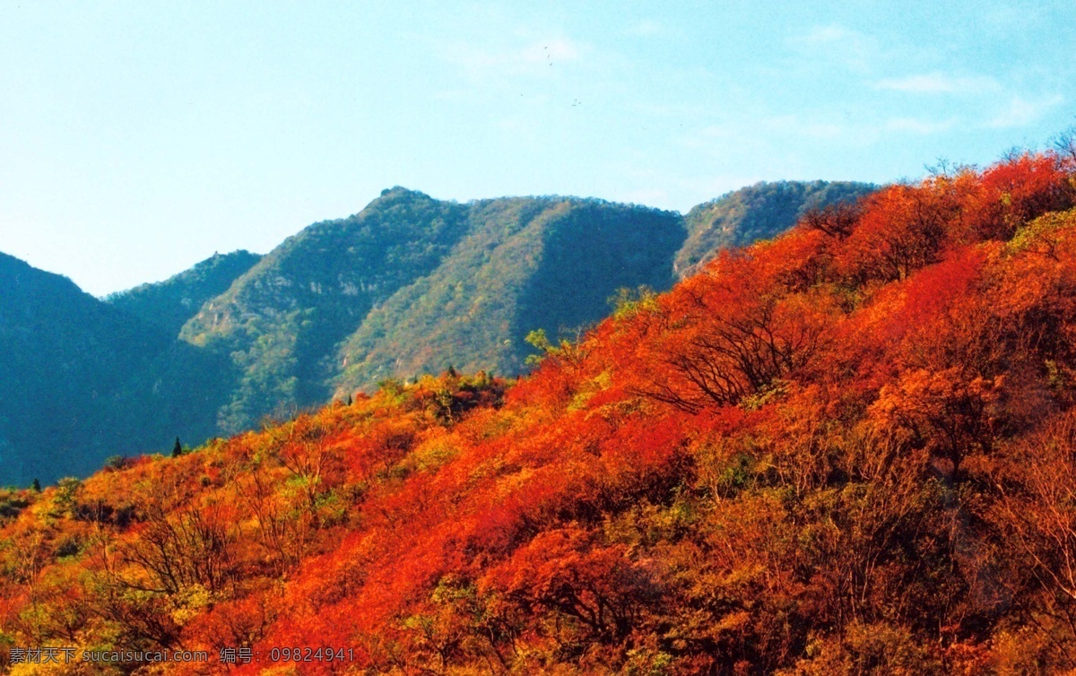 香山红叶 香山 红叶 枫叶 秋景 风景名胜 自然景观