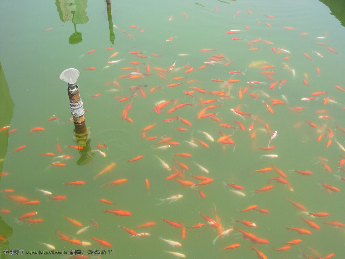 鱼群 红金鱼 金鱼 绿水 生物世界 鱼类 鱼塘 鱼池