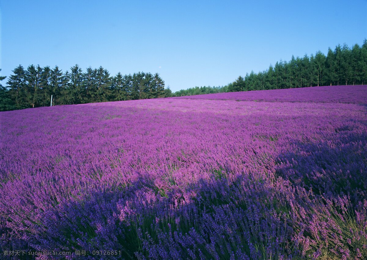 紫色 花海 森林 花卉 自然风景 花草 生物世界 鲜花 绿色 花卉风景 紫色花海 野花 春天景象 花草树木