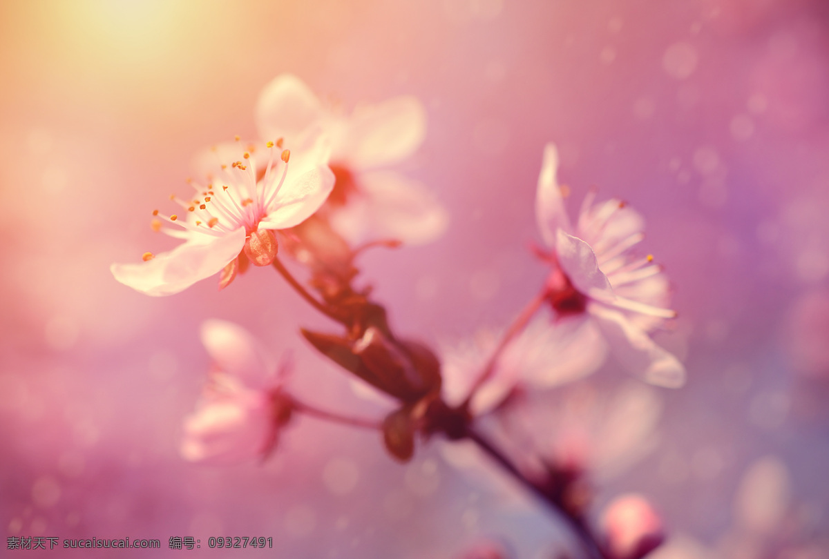 阳光下的花朵 阳光 粉色 花朵 背景 复古 自然风景 自然景观