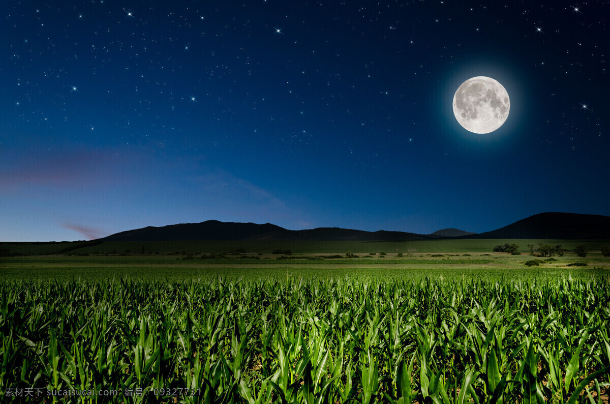 夜空 挂 圆月 玉米地 作物 高清 圆月图片 夜色风景 星空 玉米地图片 夜晚