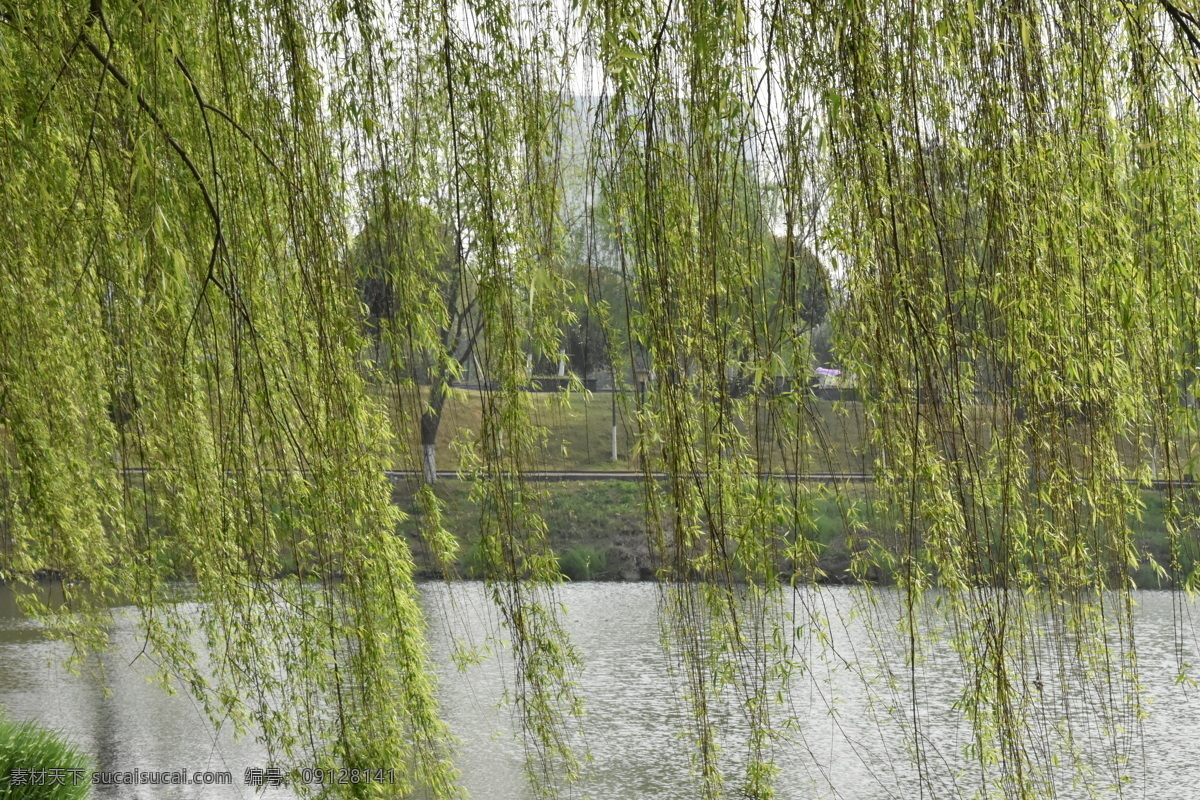 春风杨柳 春风 杨柳 绿意盎然 春天 河岸 春堤杨柳 自然景观 自然风景