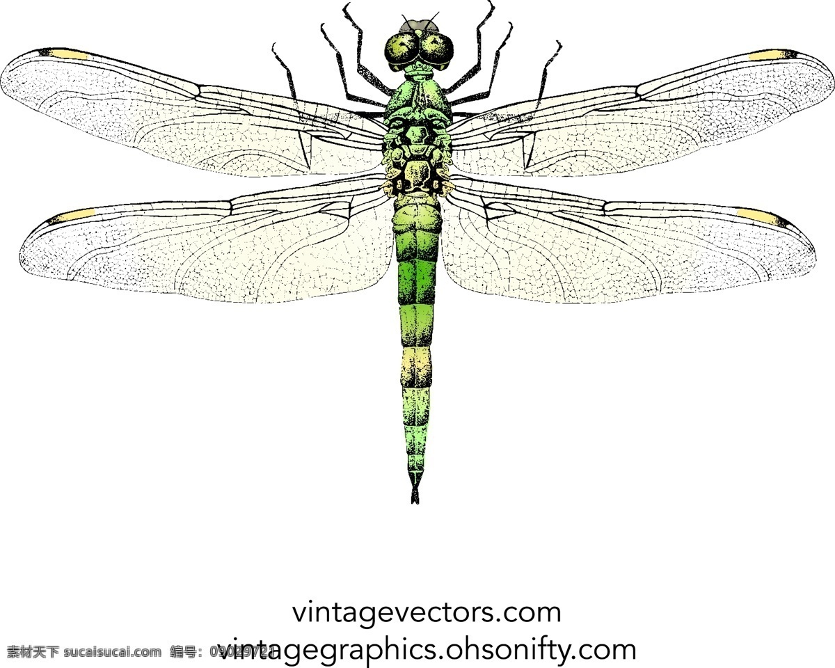 逼真 彩绘 蜻蜓 矢量 翅膀 昆虫 标本 卡通 插画 背景 海报 画册 矢量动物 生物世界