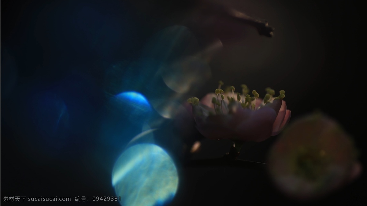 唯美 绽放 大自然 花朵 环境 相约唯美春天 psd源文件