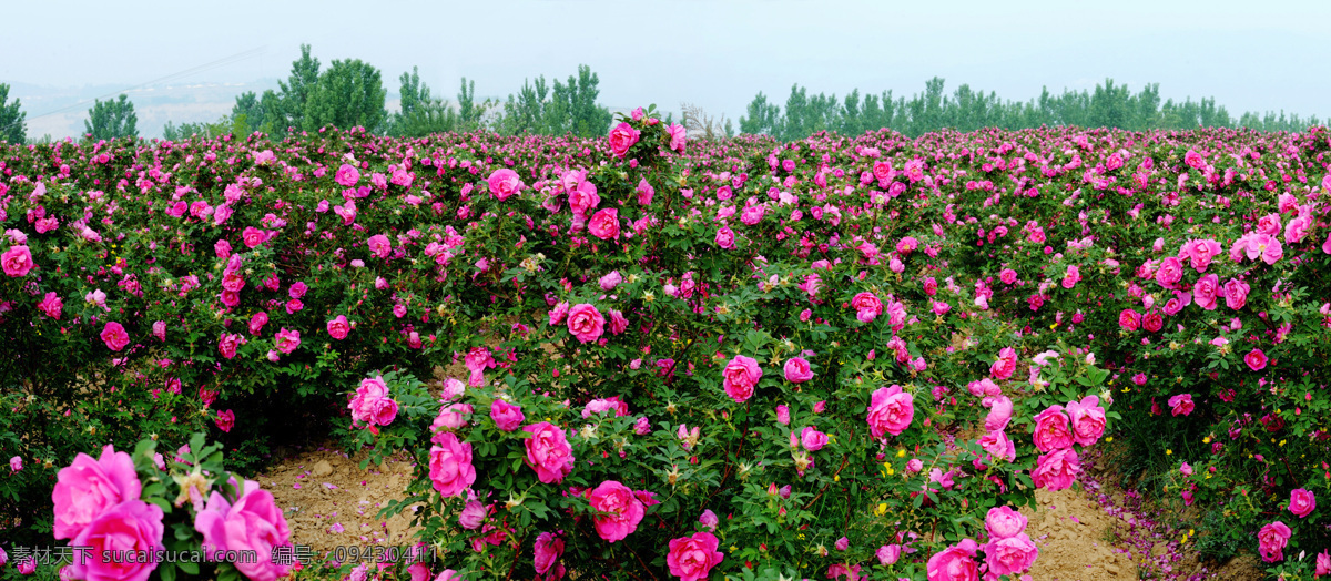 渑池 千 亩 玫瑰园 玫瑰谷 玫瑰 三门峡 花草 生物世界