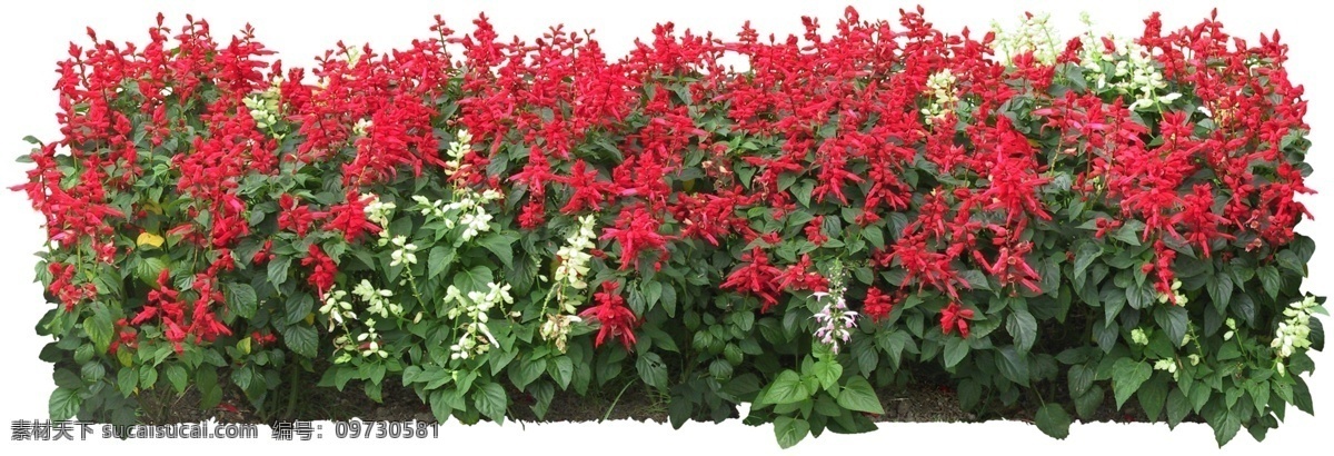 效果图 无 背景 花丛 3d材质 3d后期 3d贴图 城市设计 花草 花坛 环境设计 绿化带 绿色植物 免抠 园艺 效果图素材 效果图后期 室外效果图 装饰素材 室外设计