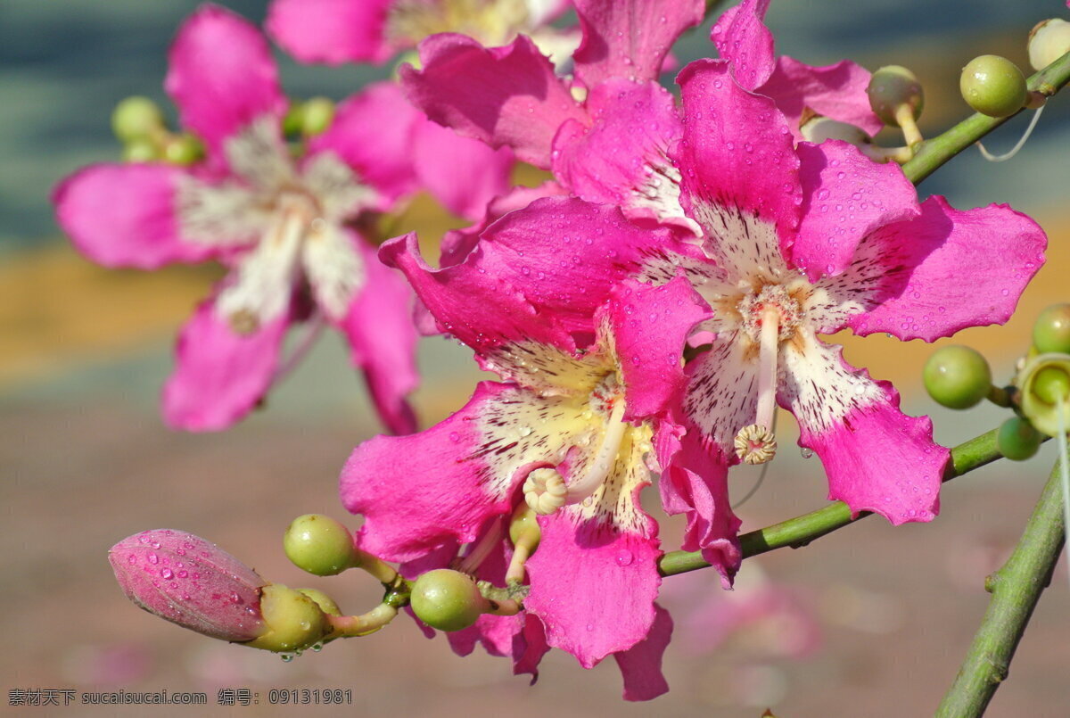 粉色 美人 树花 高清 花卉 花朵 花草 鲜花