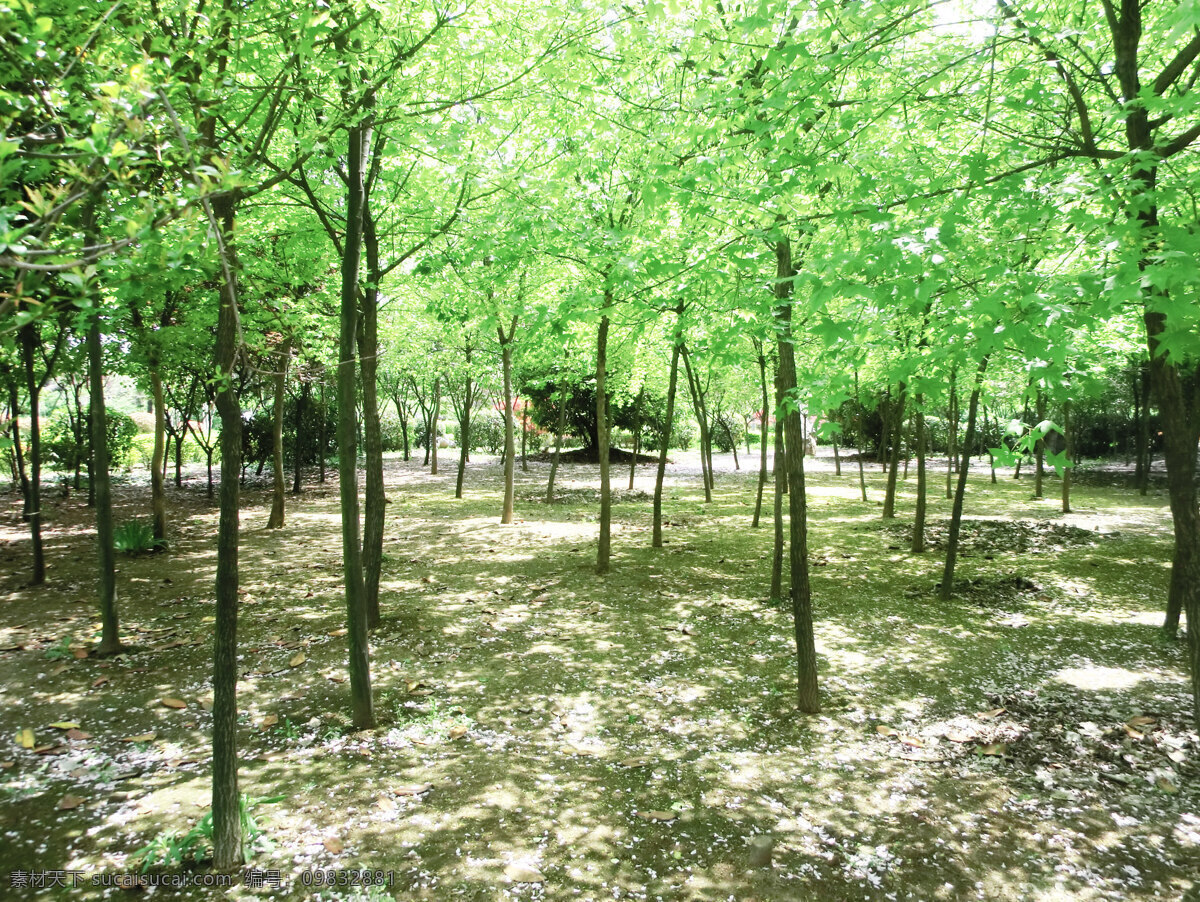 樱花 林 春季 粉红色 韩国 日本 生物世界 树干 树林 樱花林 植物 樱花树 树木树叶 psd源文件