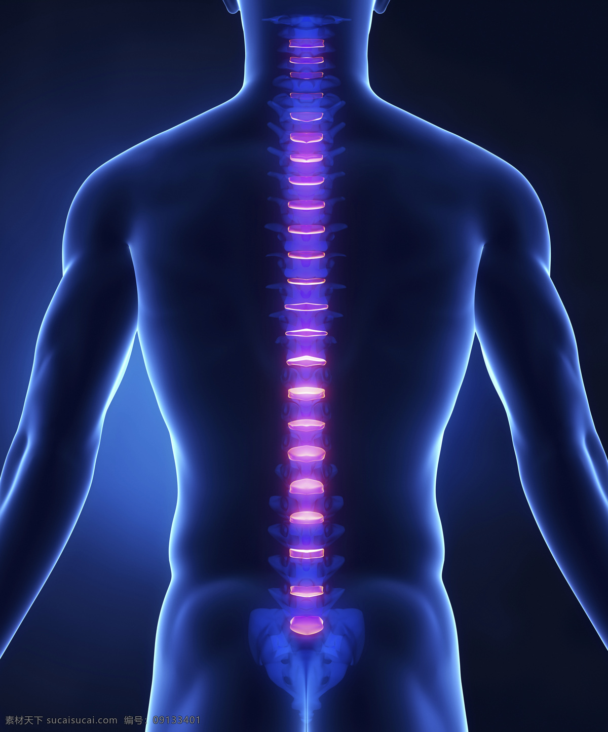 男性 背部 脊椎 骨骼 脊髓 男性人体器官 医疗科学 医学 人体器官图 人物图片
