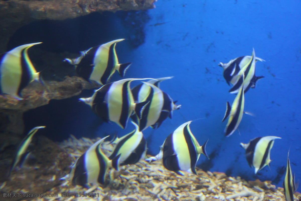 海洋生物 海底世界 珊瑚 鱼 海鱼 珊瑚礁 潜水 水下摄影 生物世界