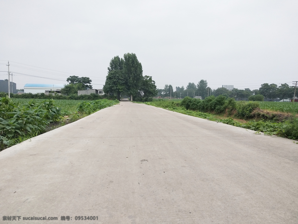 乡间水泥土 农村 水泥路 路边 绿树 田地